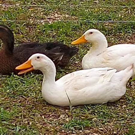 Couette-café Molinari Restaurant E Baby Park 3*