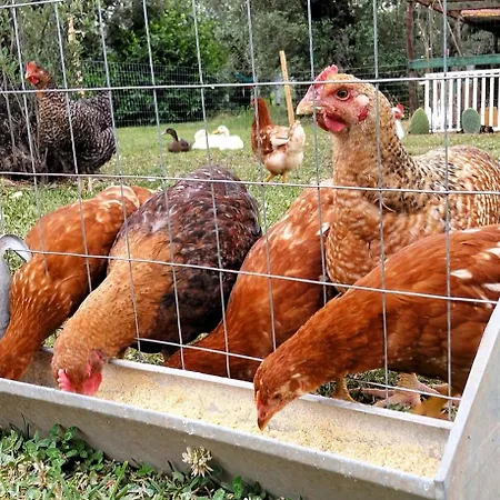 Molinari Restaurant E Baby Park Couette-café Campagna